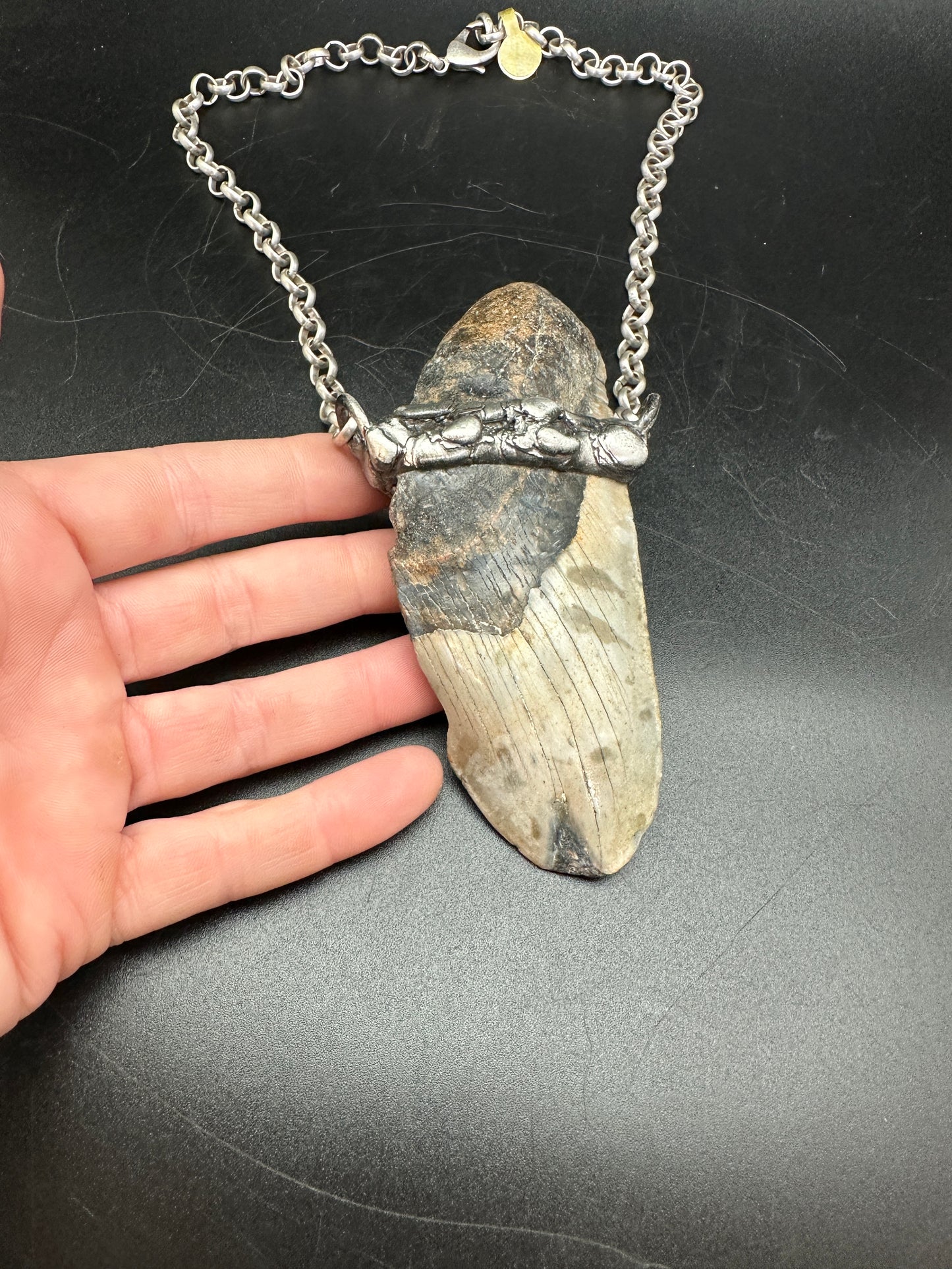 Meg ~ Megalodon Tooth Necklace